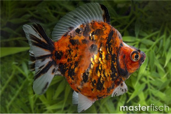 Ryukin calico premium