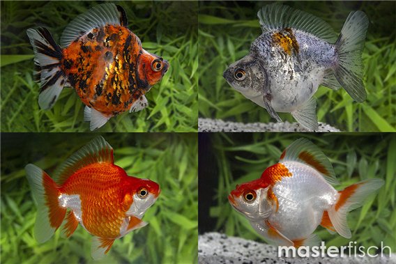 Mix Ryukin goldfish premium