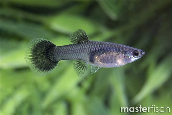 Guppy cobra black metal