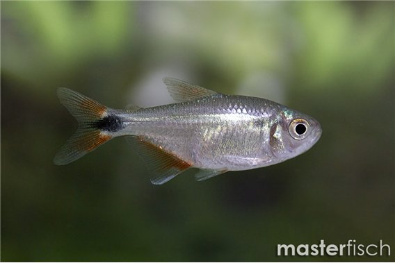 Flamingo tetra
