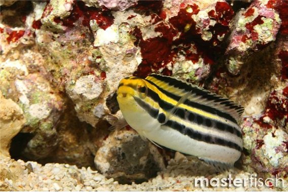 Striped Poison-fang Blenny (bred)