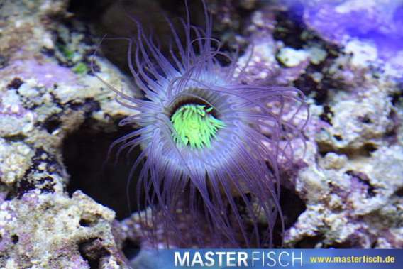 Bicolor tube anemone