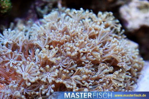 Clove Polyp sp