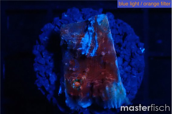 Echinophyllia candy swirl 1-2 cm