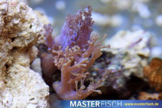 Blue Clove Polyp