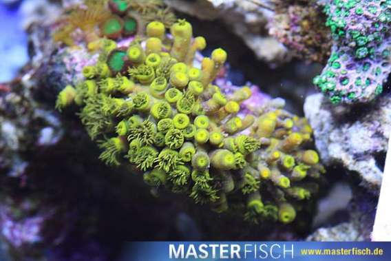 Yellow Colonial Polyps