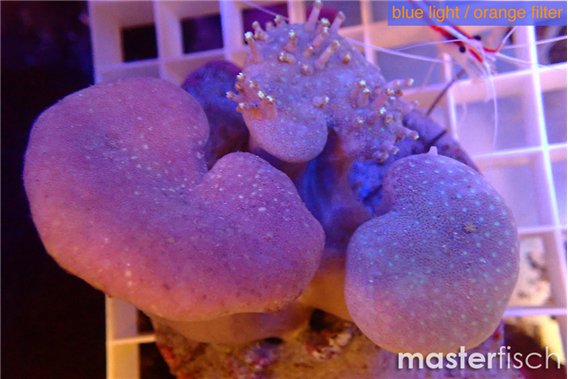 Sarcophyton multi body long white tips polyps 7-12 cm