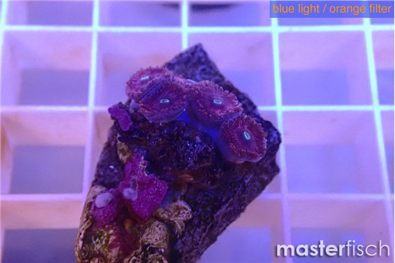 Zoanthus pink diamond 4-5 polyps
