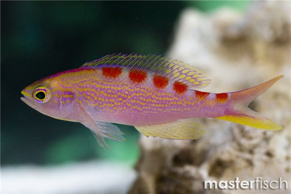 Yellow-spotted Anthias
