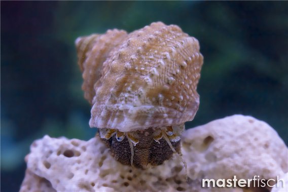 Chestnut Turban