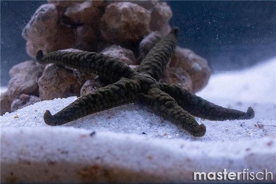 Brown Mesh Sea Star (Asterina eater)