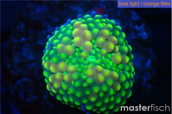 Ricordea floridae green golden 1 polyp