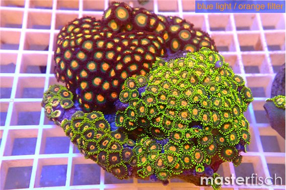 Zoanthus garden mixed color 8-12 cm