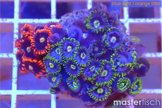 Zoanthus mixed color premium 3-4 cm
