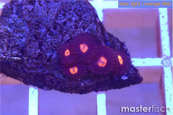 Zoanthus cherry 5 polyps