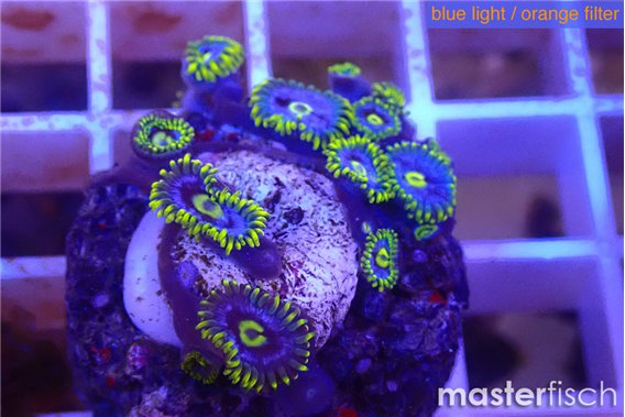Zoanthus magic blue 2-3 cm
