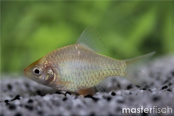 Tiger Barb-Green Platinium (Puntius tetrazona)