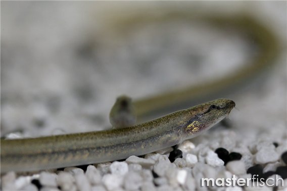 Pangio anguillaris