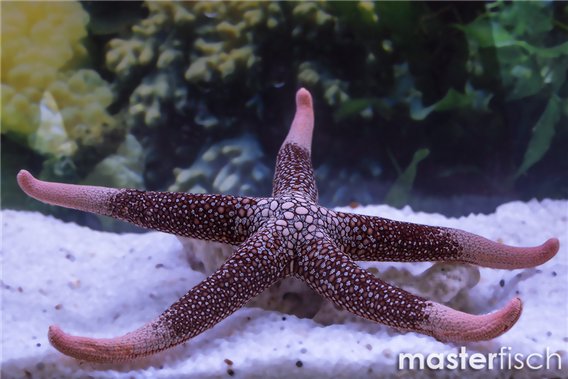 New Caledonian Seastar