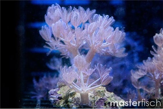 Pulse xenia (cultured)