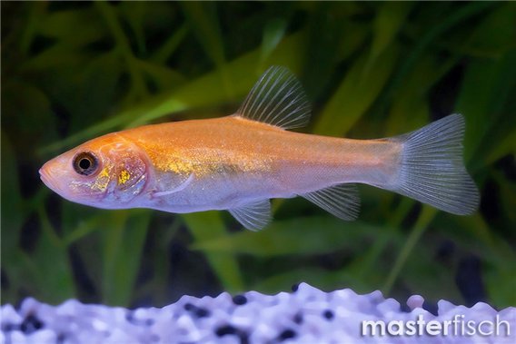 Tinca tinca gold (Mongolian tench)