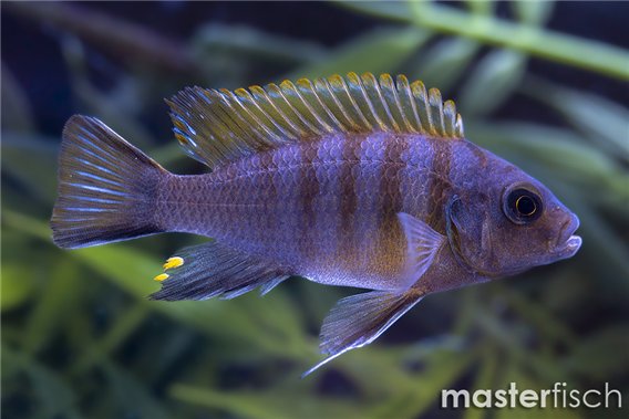 Long Pelvic Mdoka Zebra Mbuna