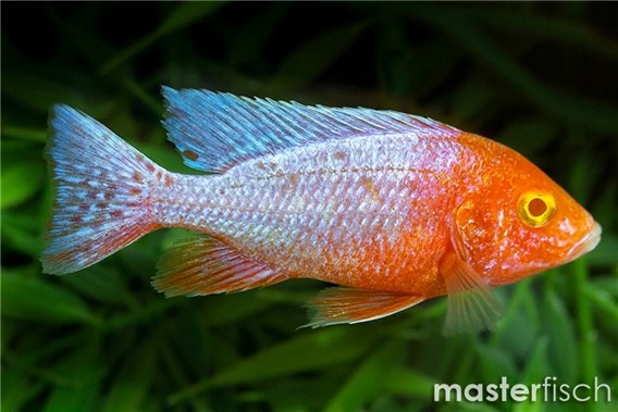 Albino Red Peacock Cichlid