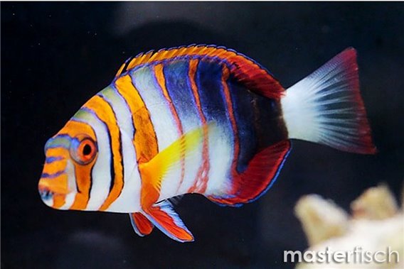 Harlequin tuskfish blue teeth (australie)