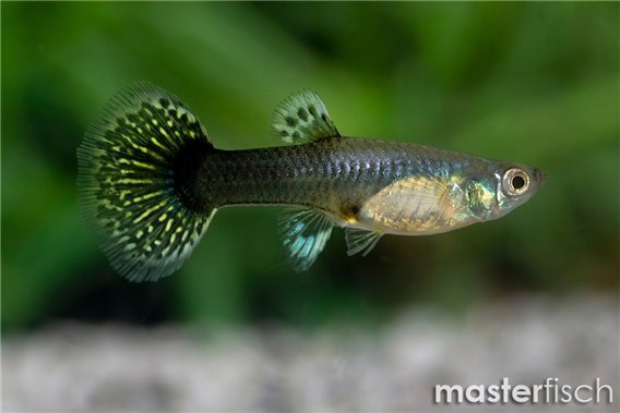 Guppy Elephant ear Dragon premium