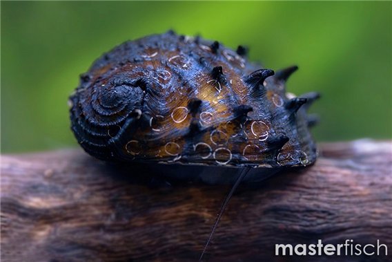 King Koopa Nerite Snail