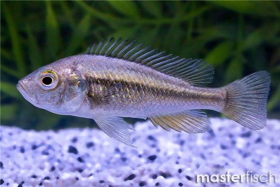 Enterochromis paropius