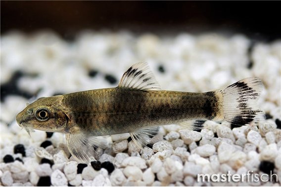 Panda sucker barb