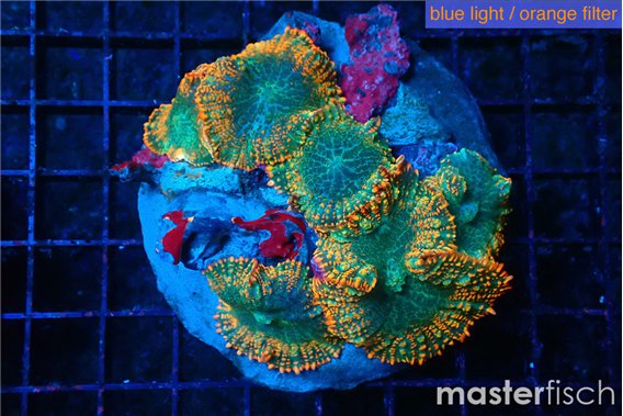 Rhodactis red fire forest 7-11 cm