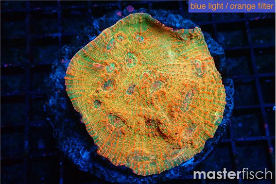 Echinophyllia sugar cookie 6-8 cm