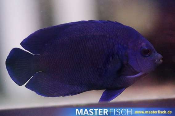Rare Velvet Blue Angel