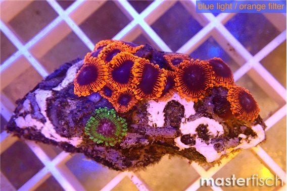 Zoanthus mixed color premium 4-5 cm
