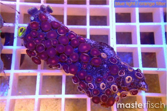 Zoanthus red orange 3-5 cm