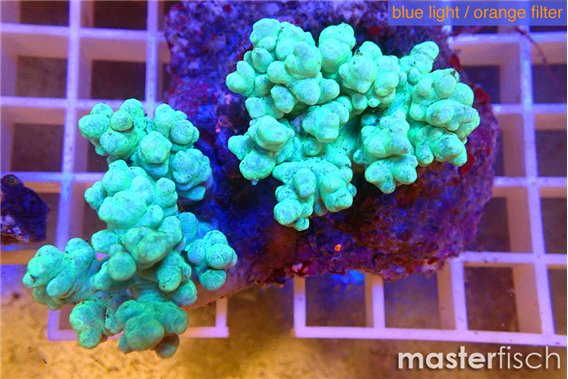 Sinularia green 7-12 cm