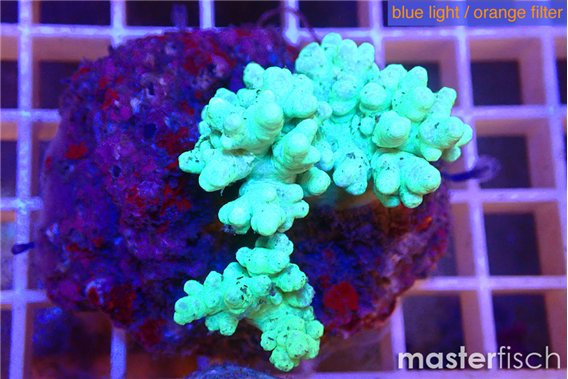 Sinularia green 6-10 cm