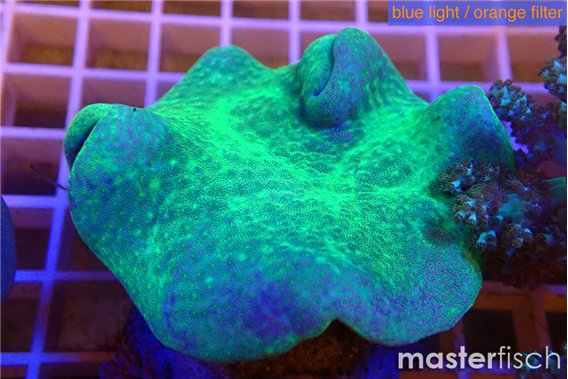 Sarcophyton greeny body 6-10 cm