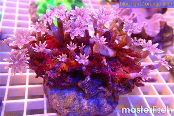 Clavularia papaya candy corn 7-12 cm