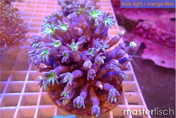Clavularia papaya lemon laser 7-12 cm
