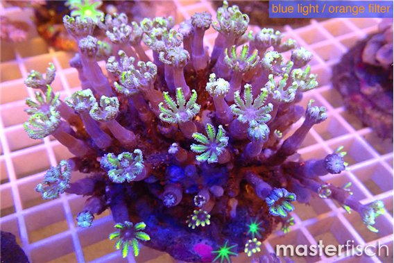Clavularia papaya fire purple 7-12 cm