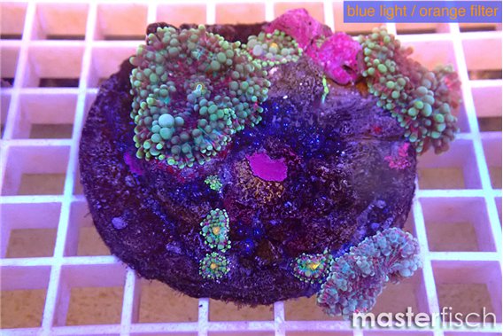 Ricordea yuma red purple 6-8 cm