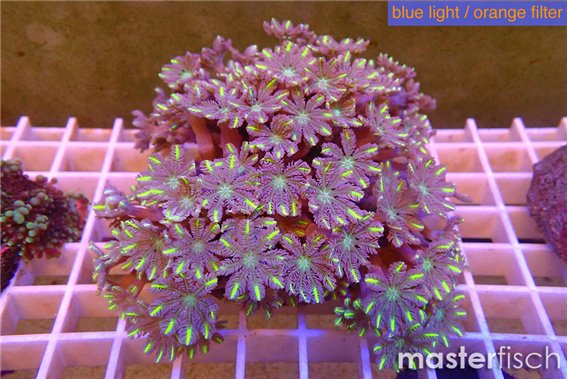 Clavularia papaya fire work 7-12 cm