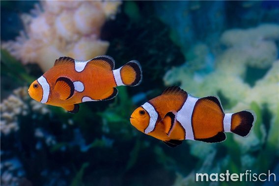 Amphiprion ocellaris 5-7 cm pair