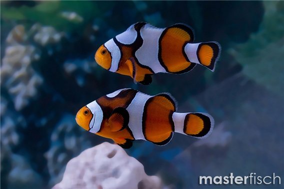 Amphiprion ocellaris fancy 4-6 cm pair
