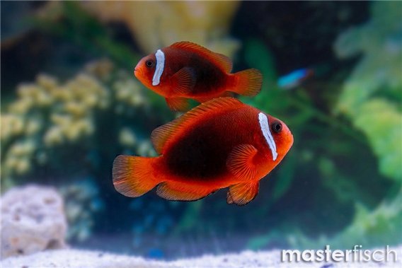 Amphiprion melanopus 4-6 cm pair