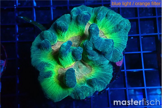 Pectinia rainbow 5-8 cm
