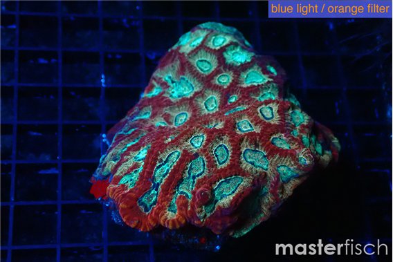 Favia red blue 7-10 cm